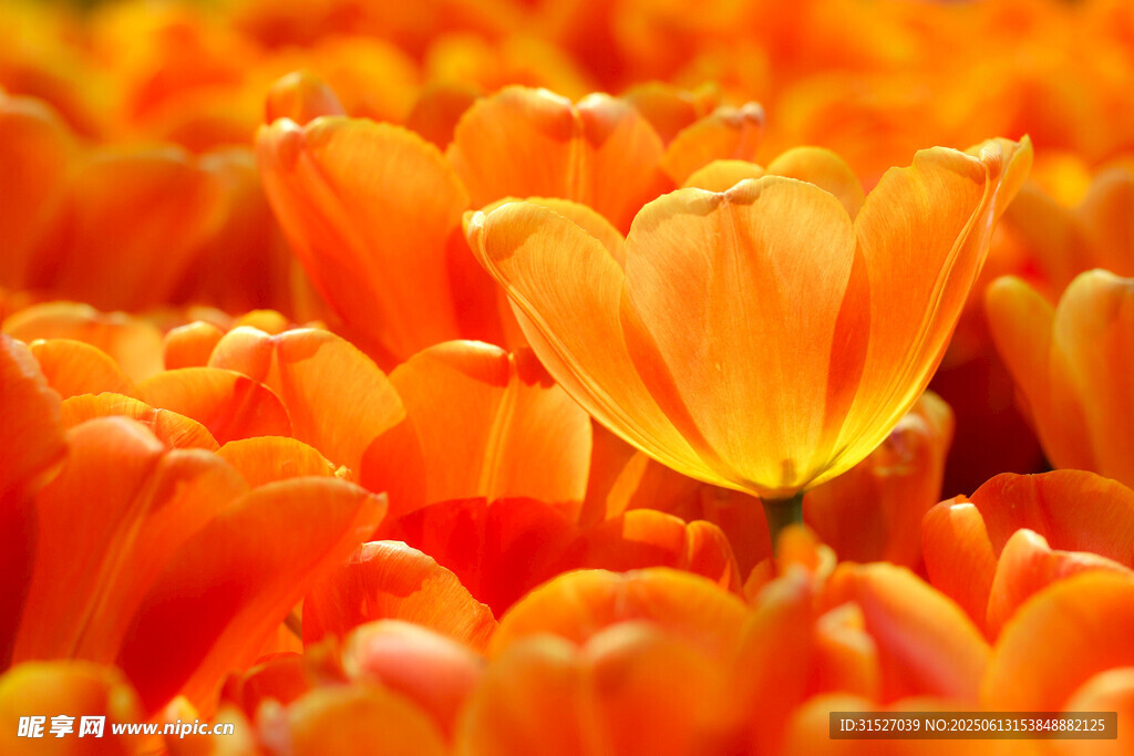 橙色郁金香花海