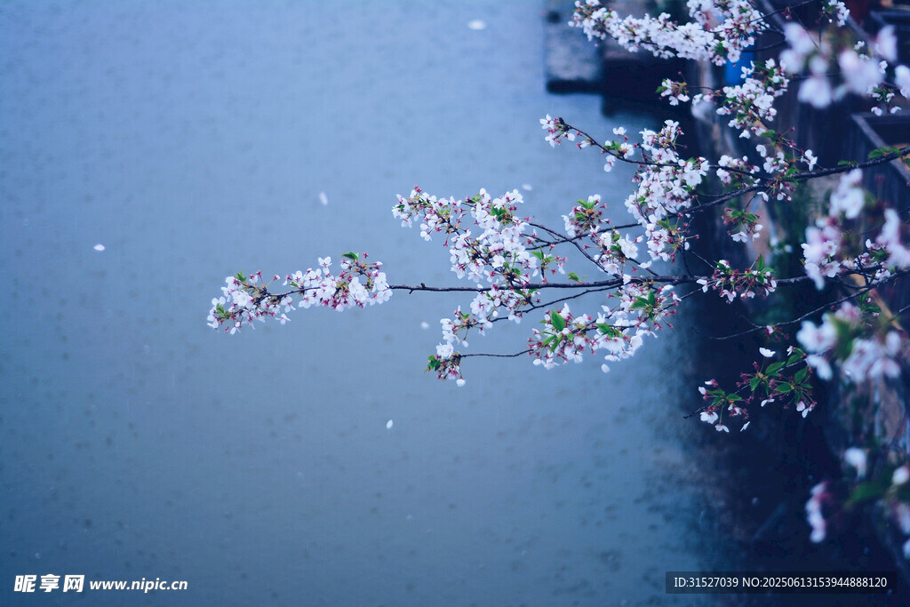 水邊綻放的花枝