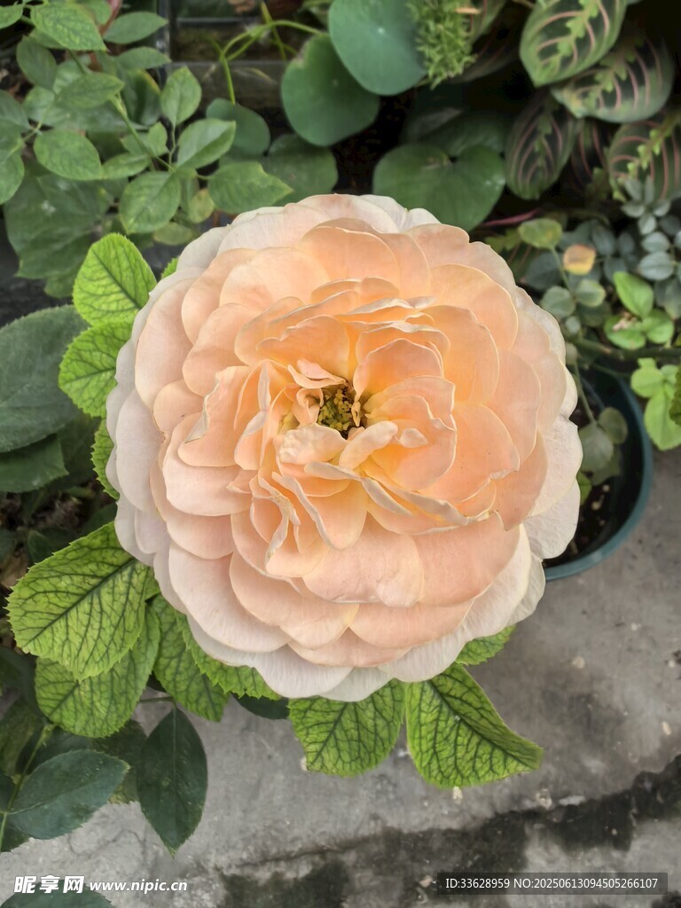 玫瑰