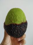 手捧剝開奇異牛油果
