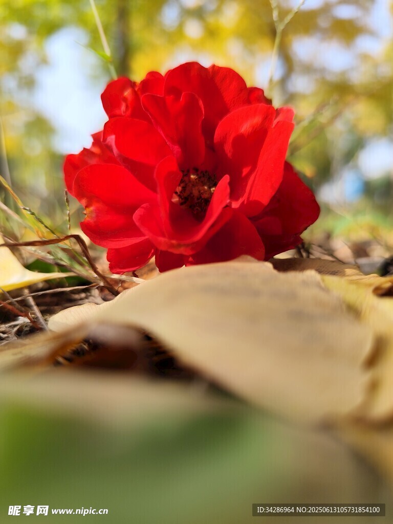 落葉 玫瑰花