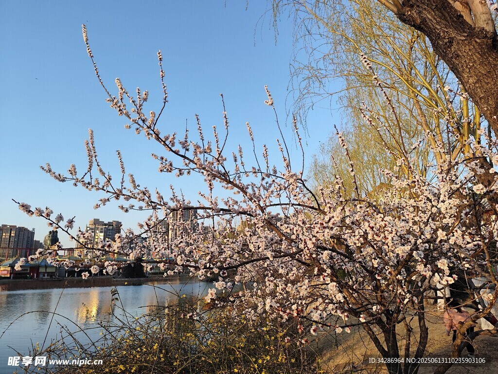 春日湖景
