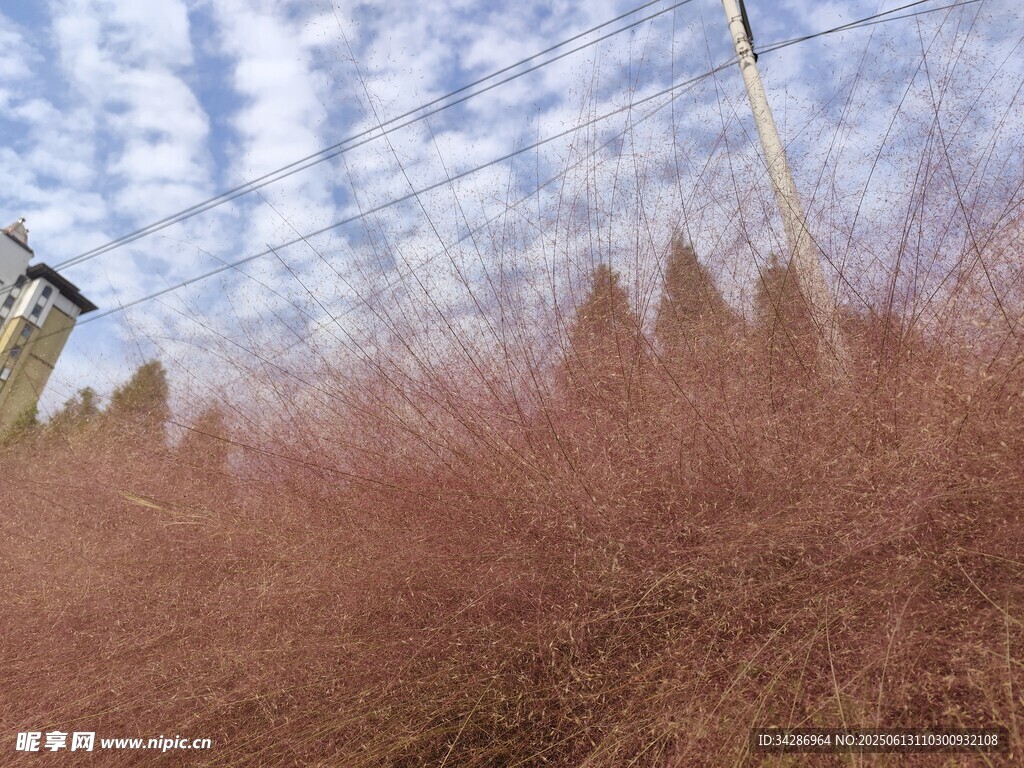 粉黛
