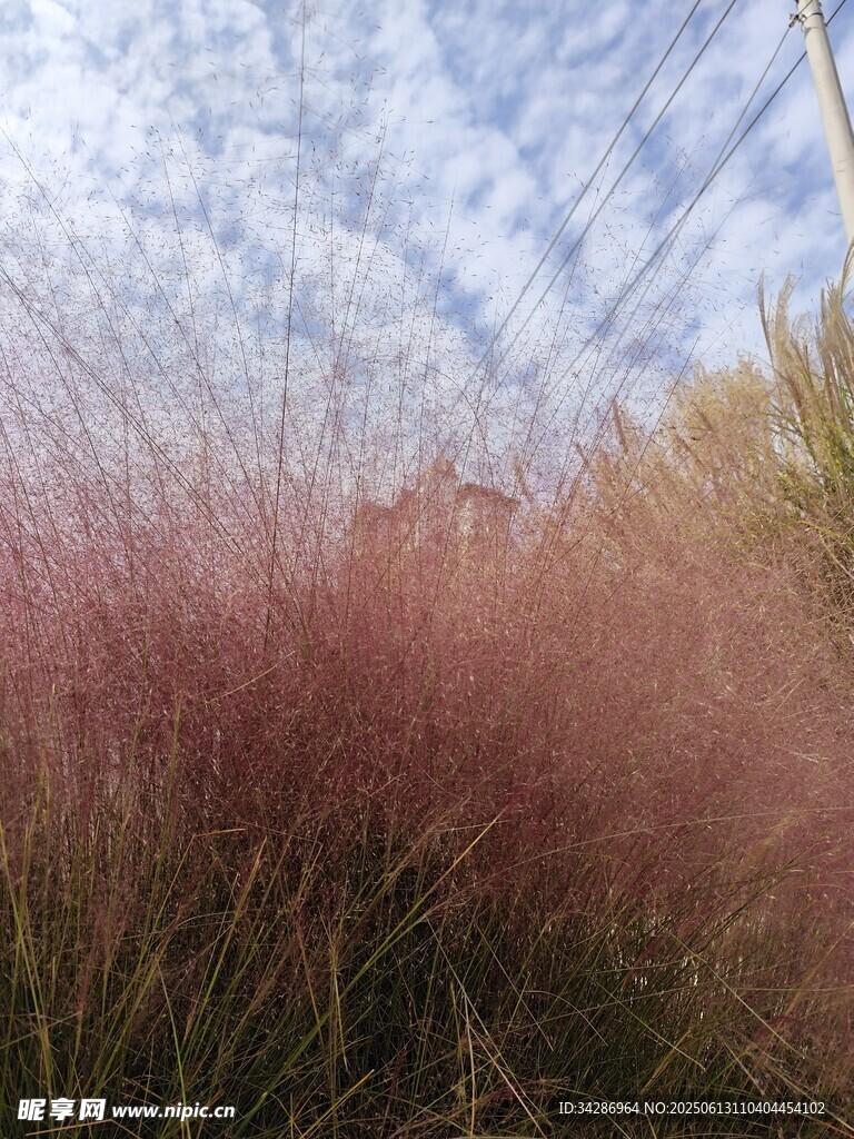 粉黛