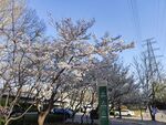 櫻花