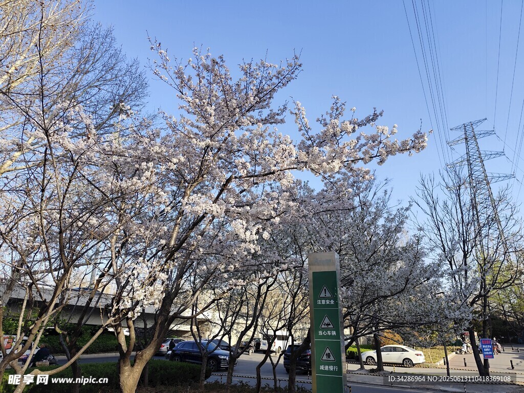 櫻花