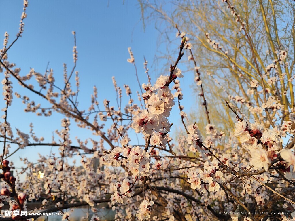 櫻花