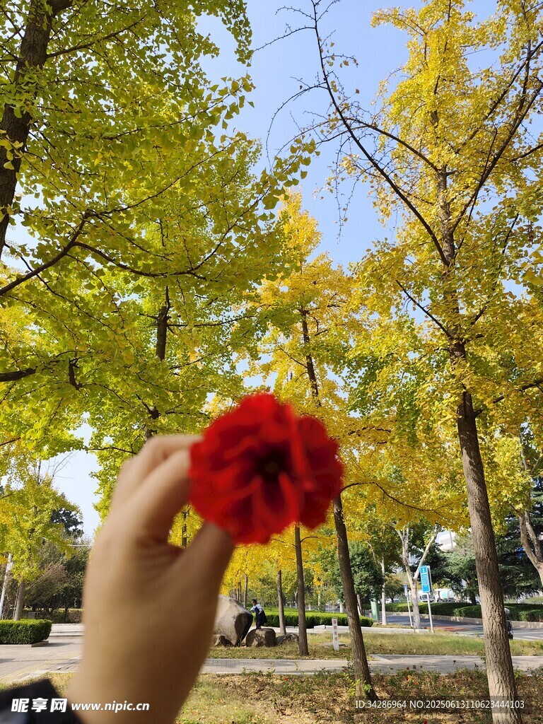 月季銀杏