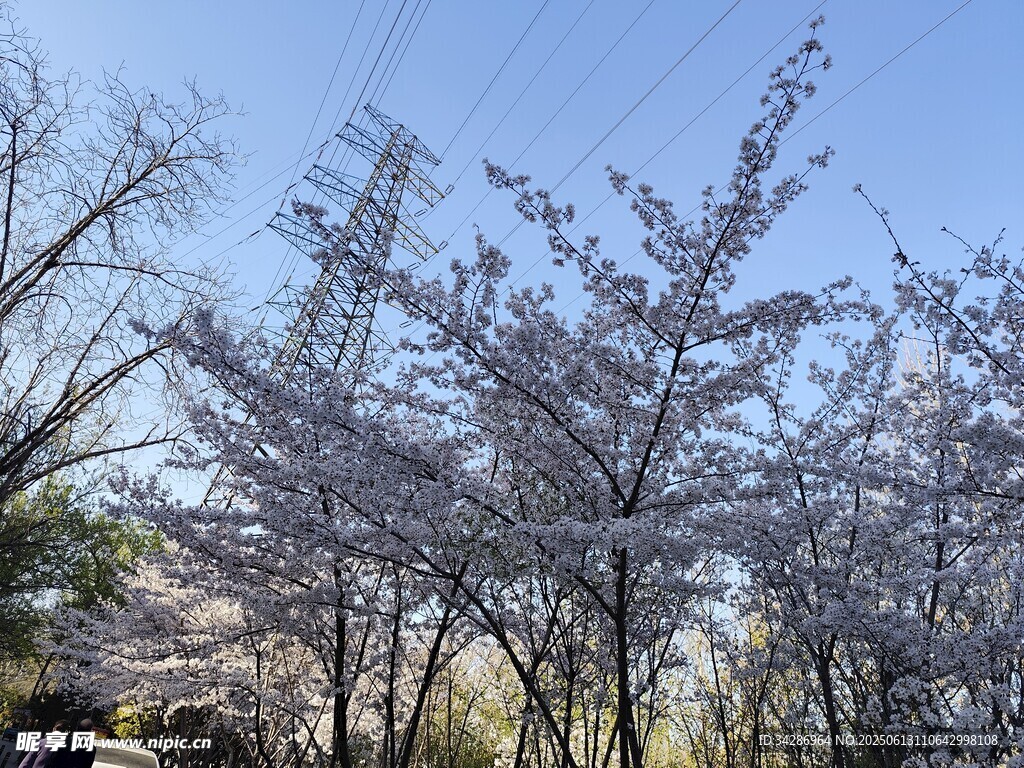 櫻花