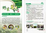 茶宣傳頁