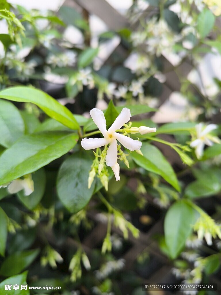 綠葉間綻放的白色小花