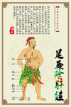 足厥陰肝經圖示