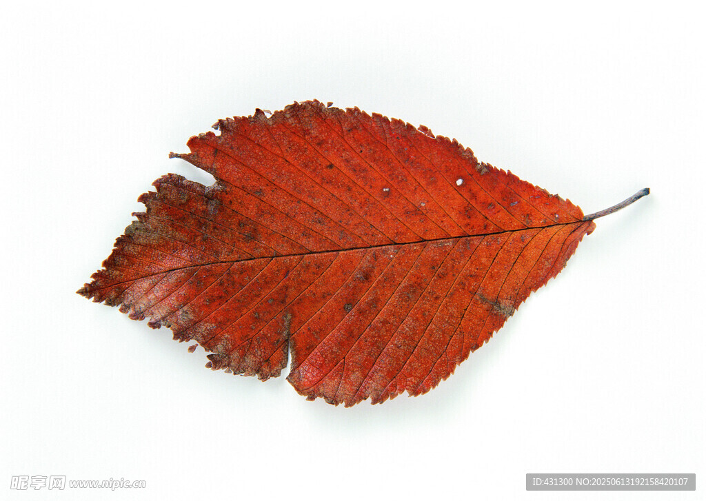 單片鮮紅秋葉特寫