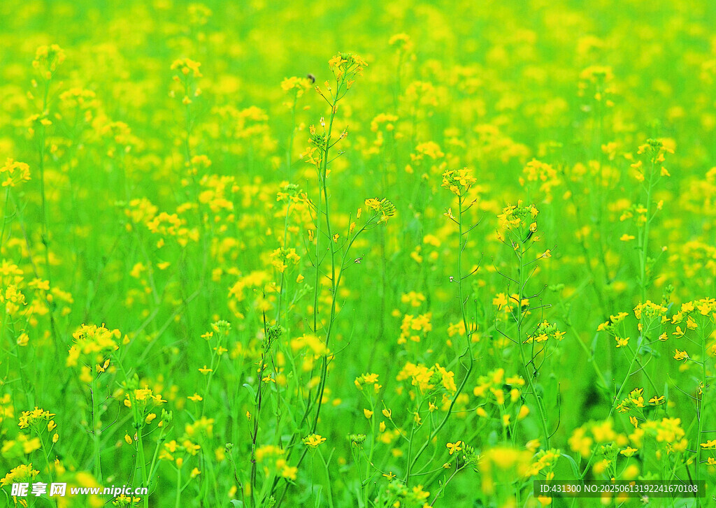 春日油菜花田美景