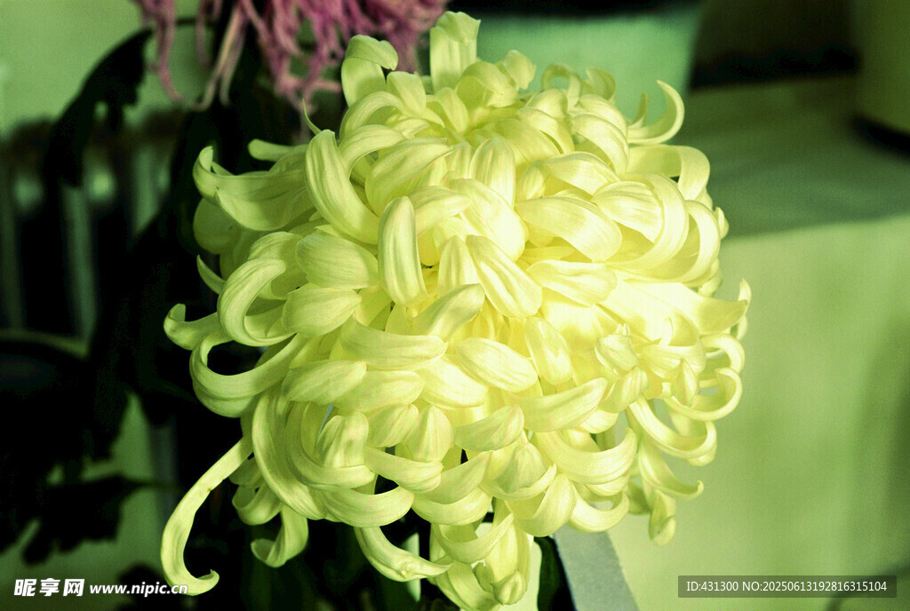 黃色卷曲菊花特寫