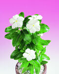 白色茉莉花盆栽