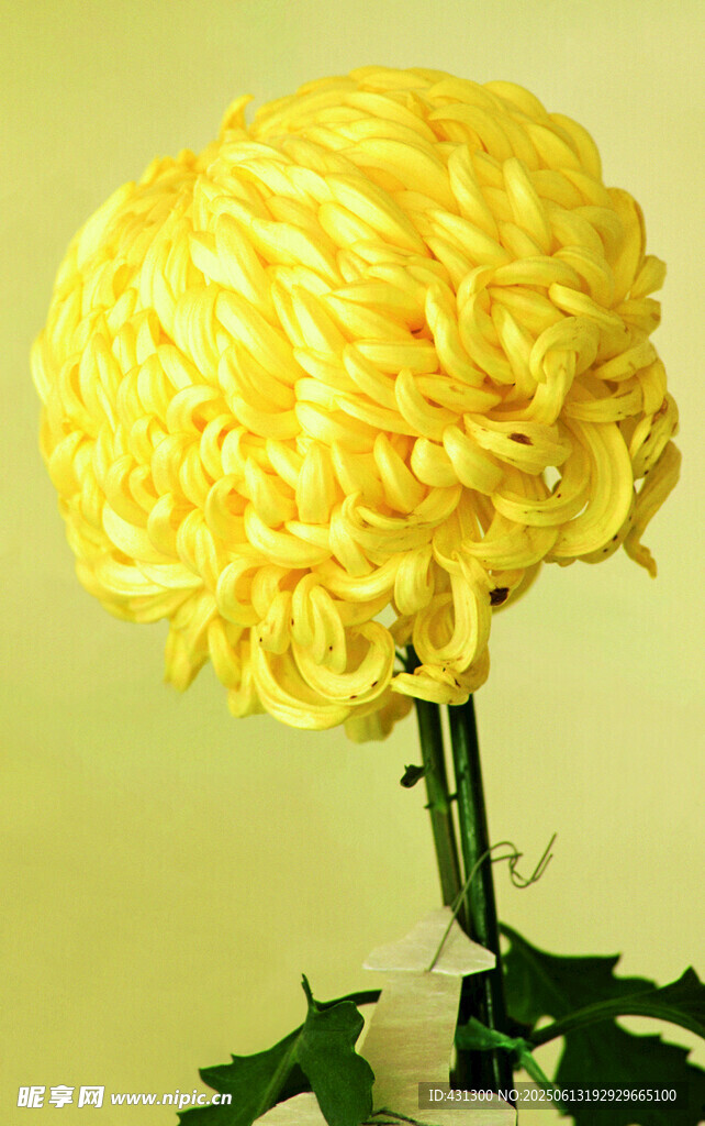 黃色絨球菊花特寫