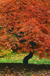 秋日紅楓美景
