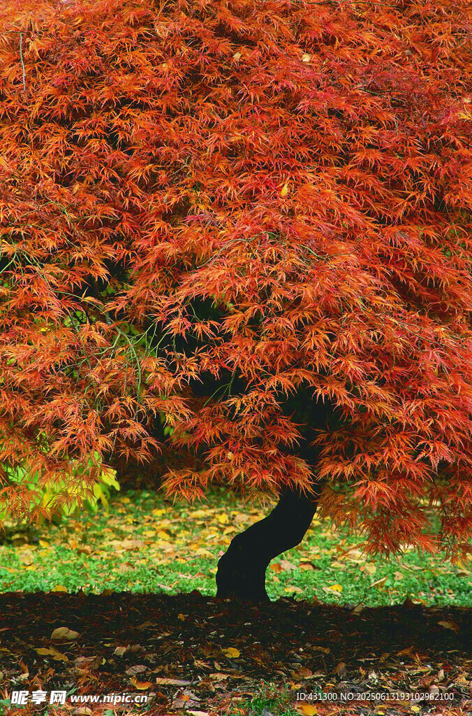 秋日紅楓美景