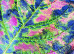 夢幻色彩葉脈紋理圖案