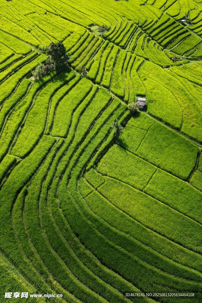 翠綠梯田美景