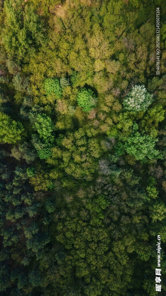 翠綠苔蘚特寫