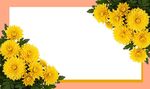 菊花展板