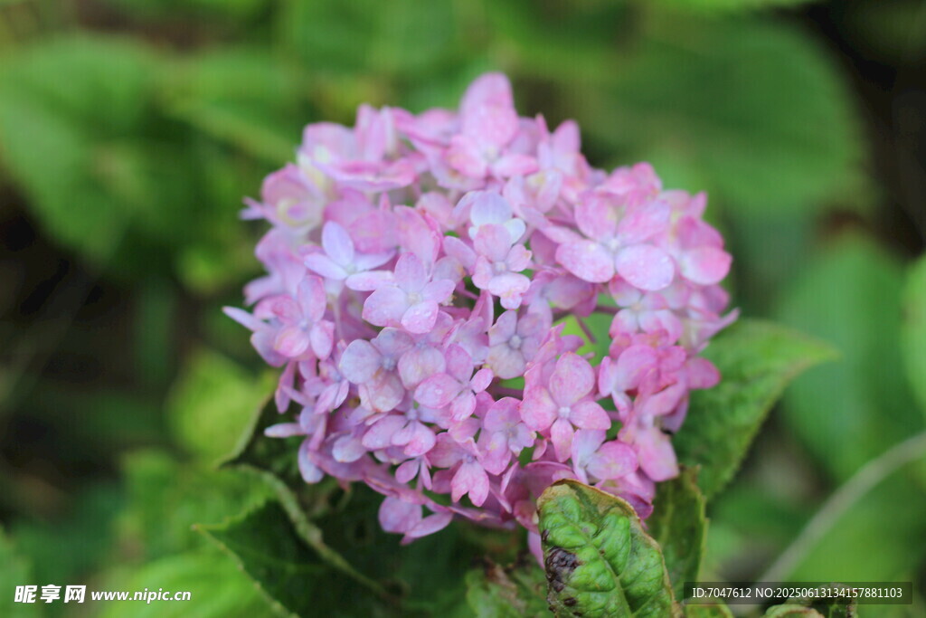 淡紫色八仙花特寫