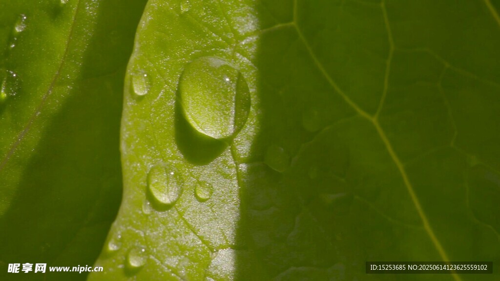 綠葉上晶瑩的水珠
