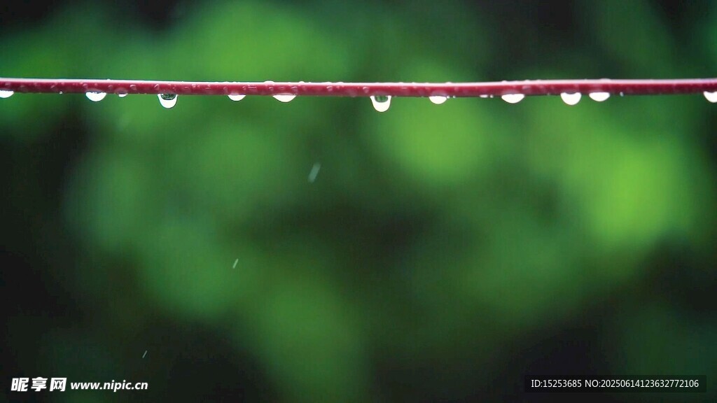 晶瑩露珠掛于翠綠枝條