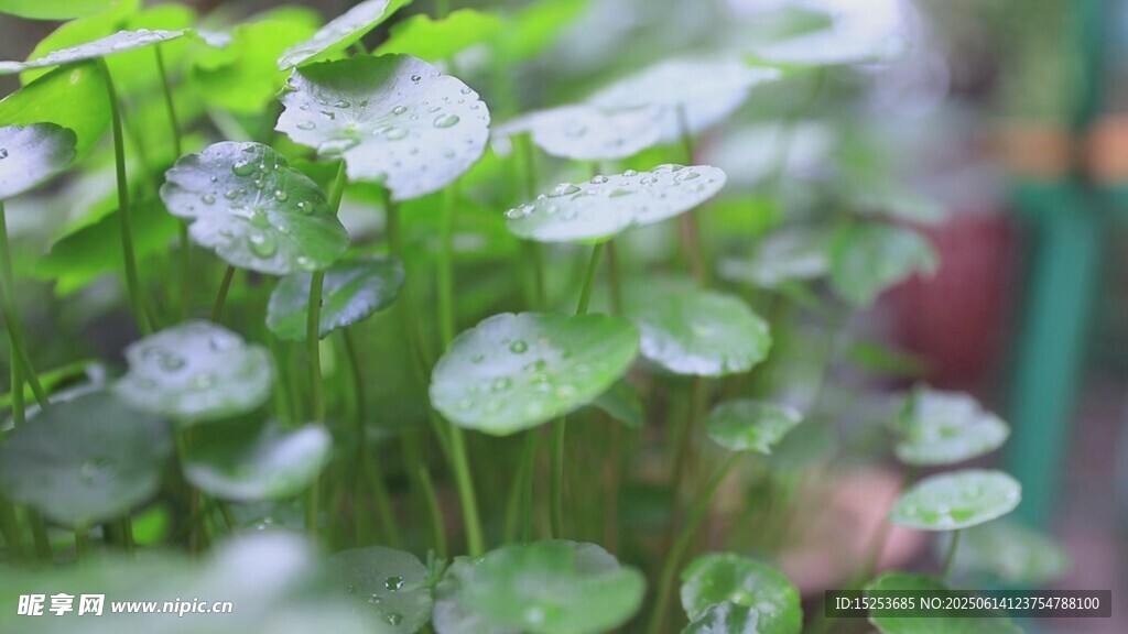 嫩綠清新的水生植物
