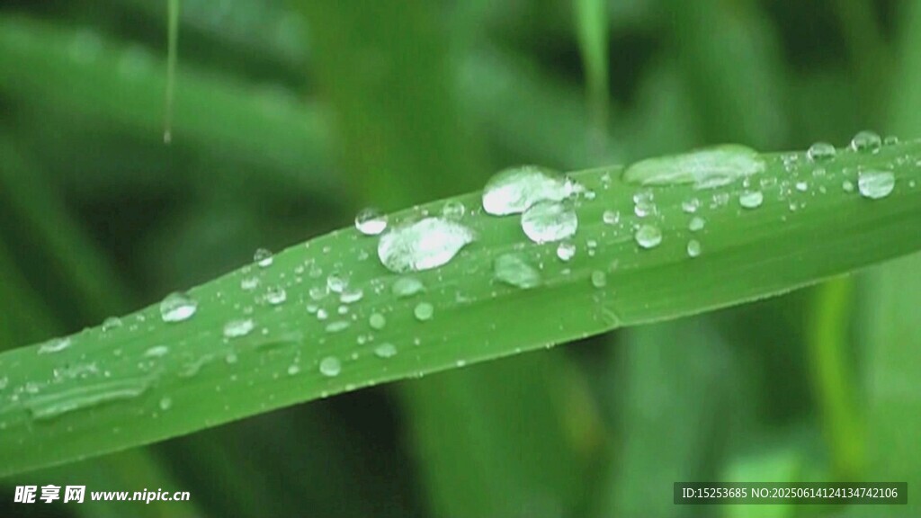 綠葉上晶瑩的水珠