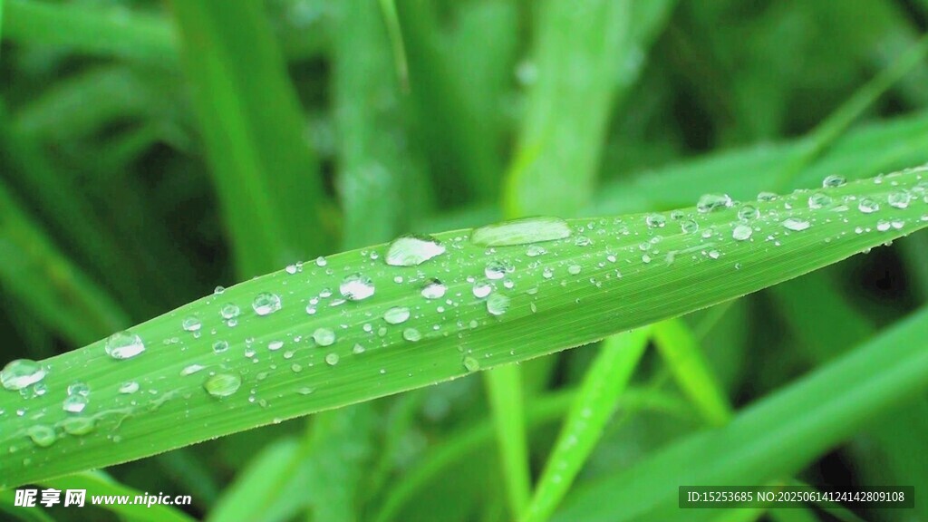 綠葉上的晶瑩露珠