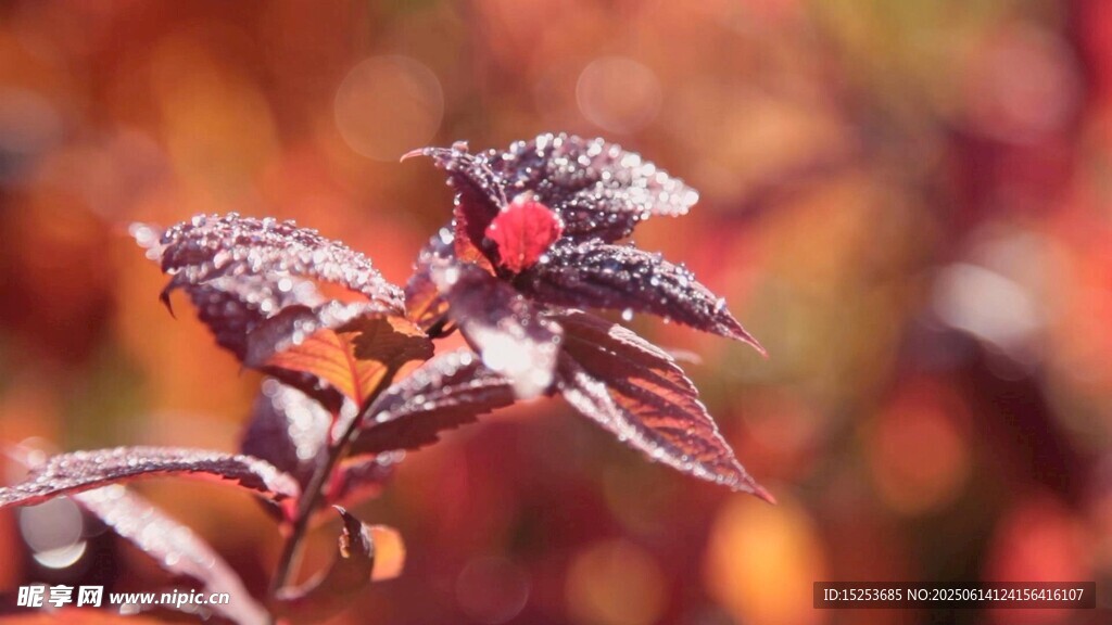 霜覆紅葉秋意枝頭綻放