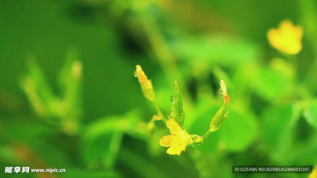 嫩綠枝葉間的黃色小花