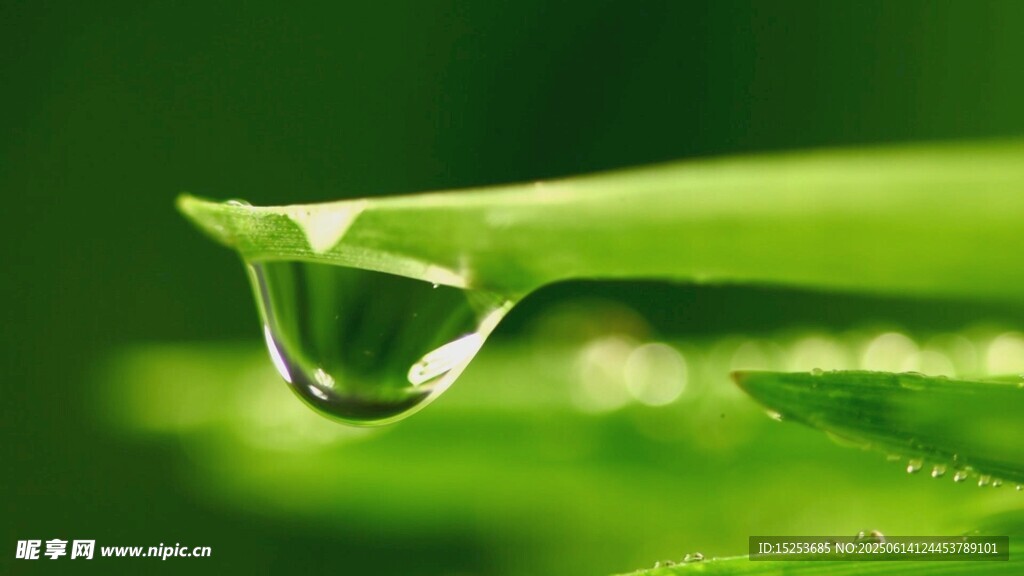 葉尖上的晶瑩水珠