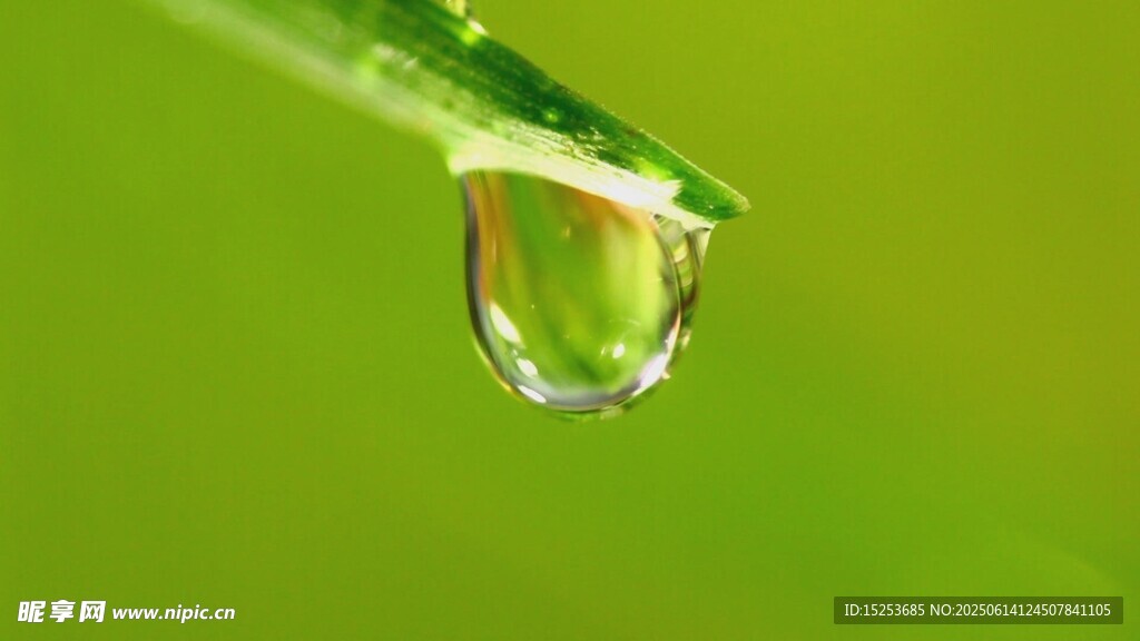 綠葉上的晶瑩水滴