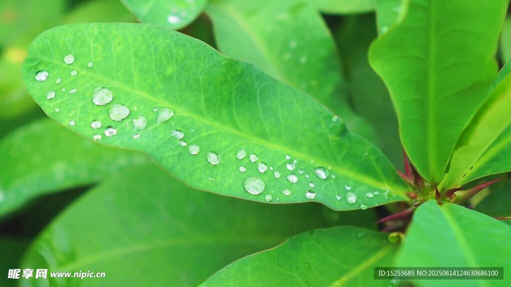 綠葉上的晶瑩水珠