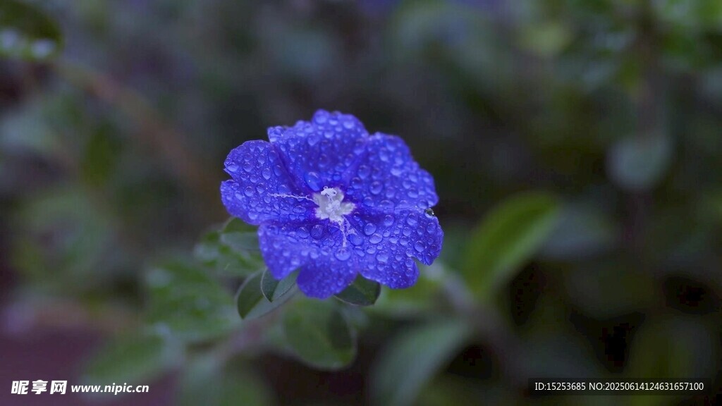 藍色小花特寫