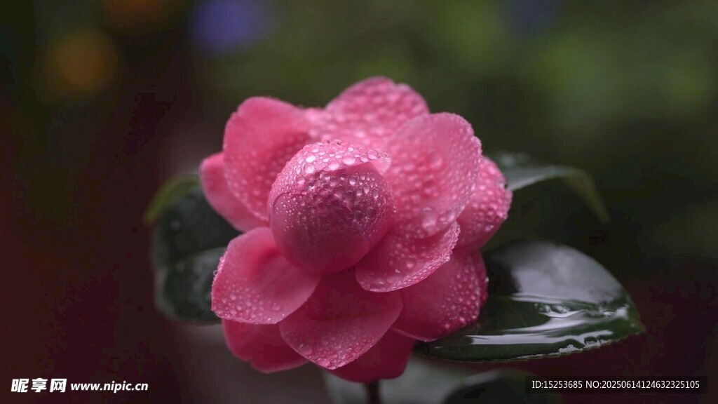 嬌艷欲滴的粉色山茶花