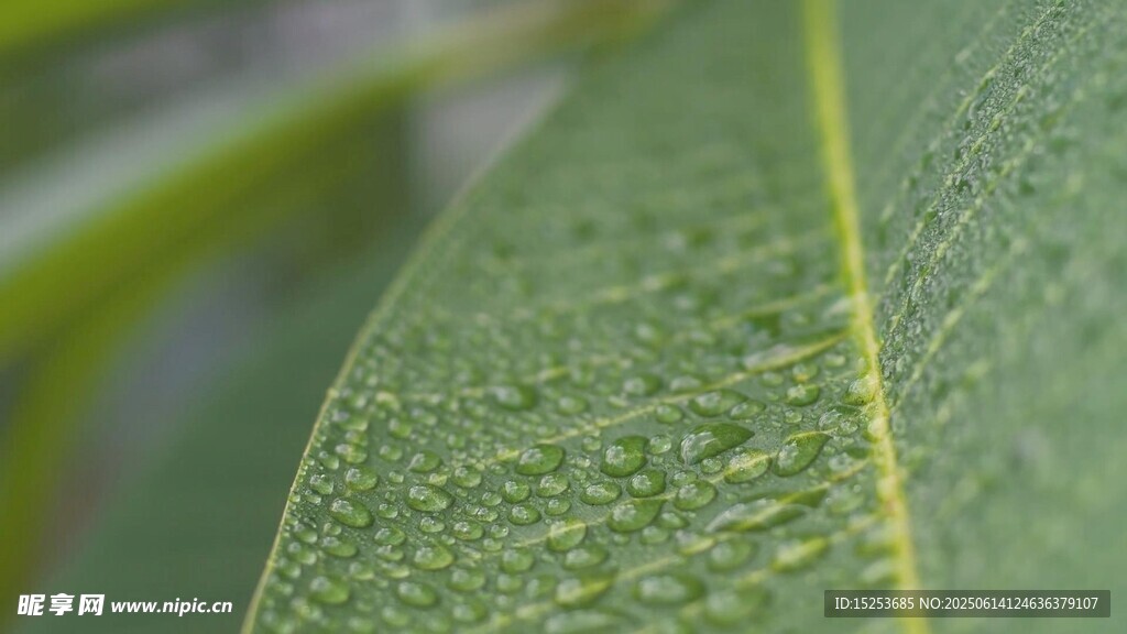 翠綠葉片上的晶瑩水珠