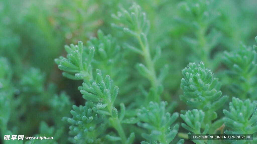 嫩綠清新的叢生植物