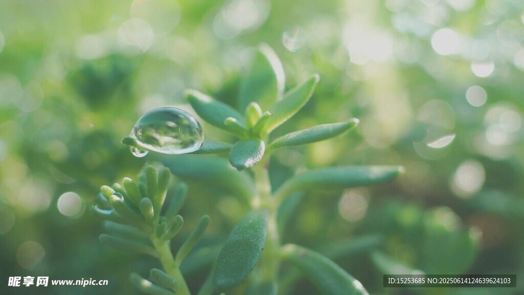 嫩綠植物特寫