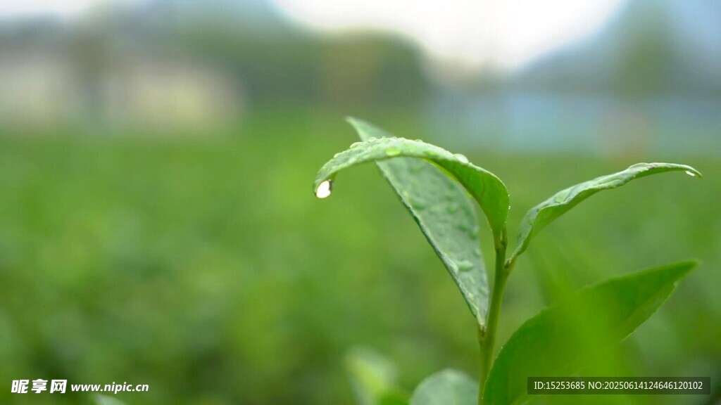 嫩綠茶芽上的晶瑩露珠