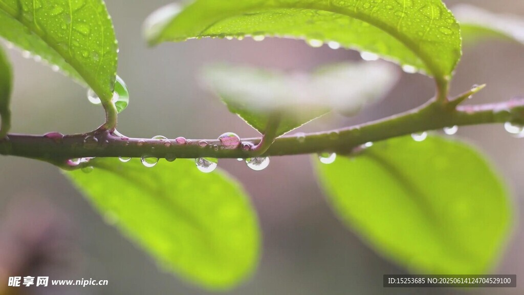 帶露綠葉清新自然之美