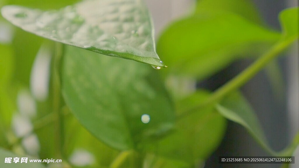 帶水珠的嫩綠葉片