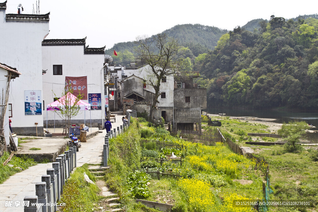 鄉村春日美景白墻黃花青山