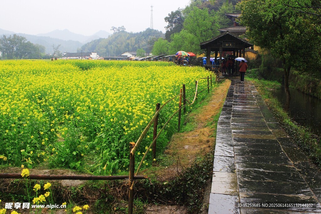 雨中漫步油菜田間小道