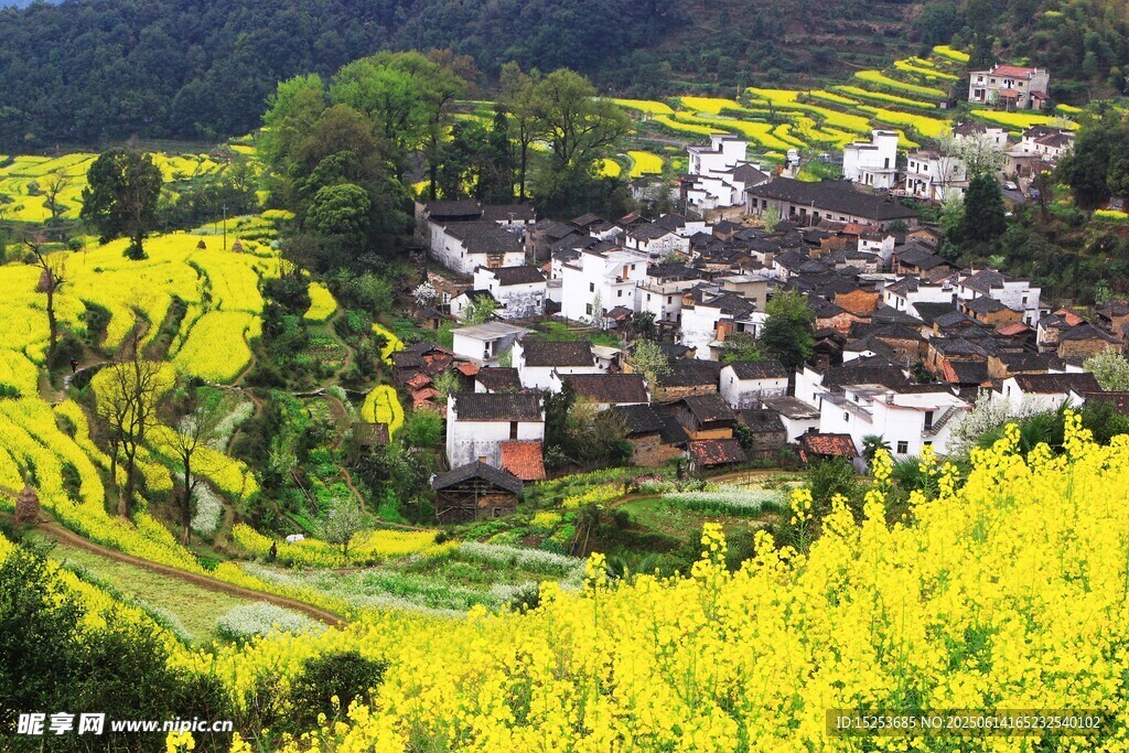 春日鄉村油菜花海美景