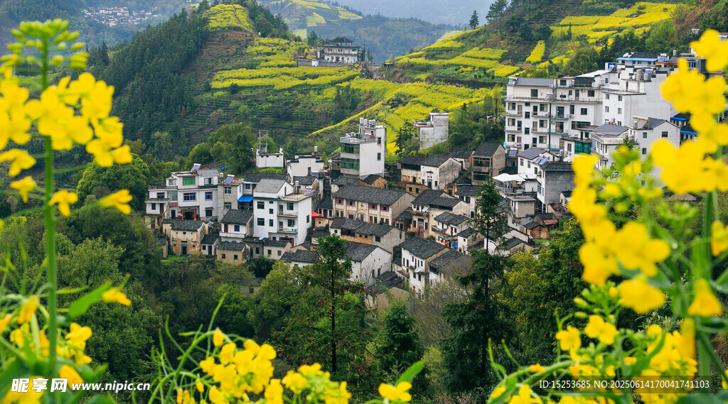 山村油菜花海美麗景致